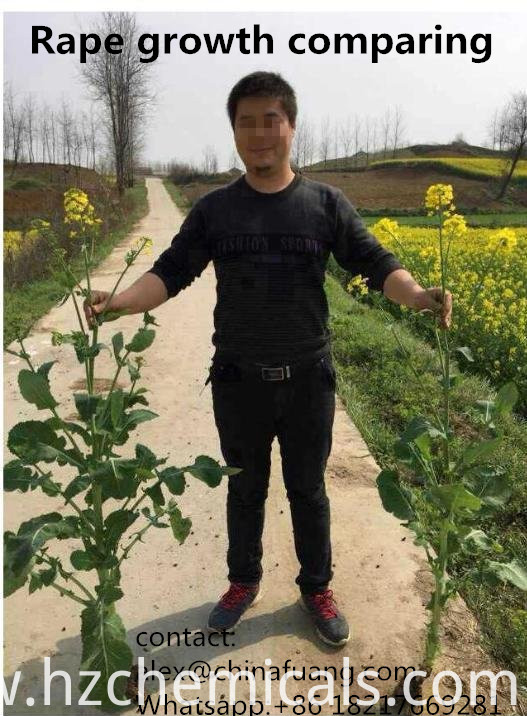 Plant Crop Growth Regulator 6-Benzylaminopurine 99% Tc 6-Ba